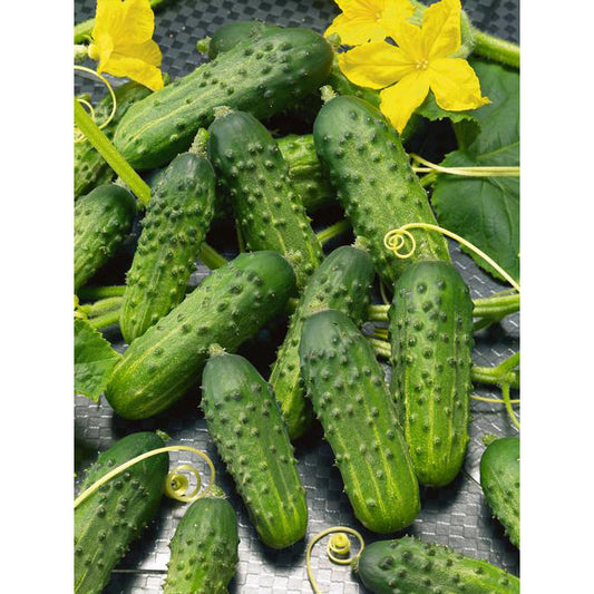 Calypso F1 Hybrid Cucumber Seeds