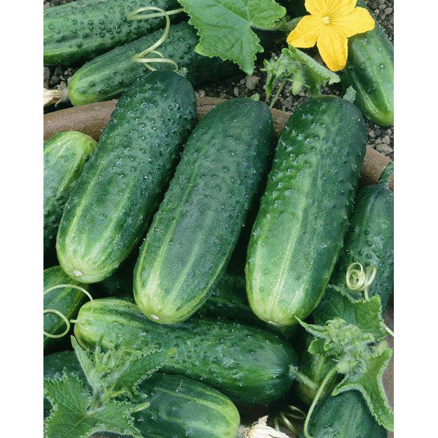 Carolina F1 Hybrid Cucumber Seeds