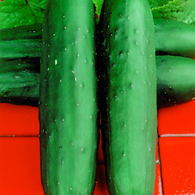 Dasher II F1 Hybrid Cucumber Seeds