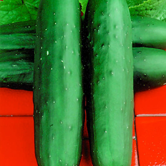Dasher II F1 Hybrid Cucumber Seeds