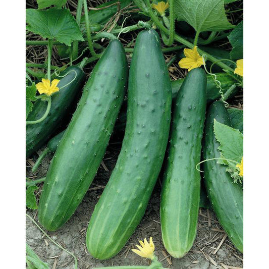 Garden Sweet F1 Hybrid Cucumber Seeds