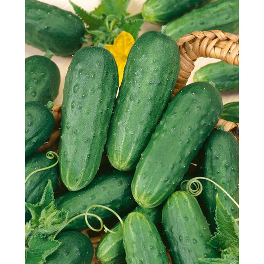 Homemade Pickles Cucumber Seeds