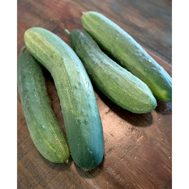 Hartley F1 Hybrid Cucumber Seeds