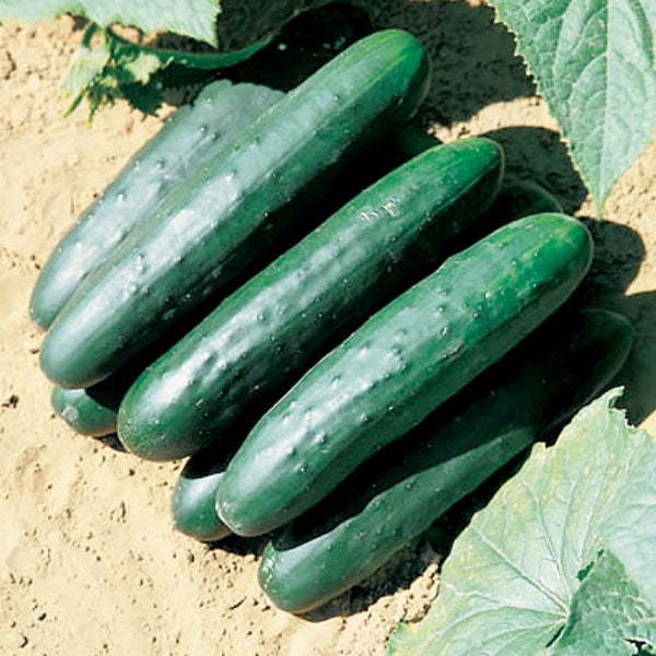 Green Delight F1 Hybrid Cucumber Seeds