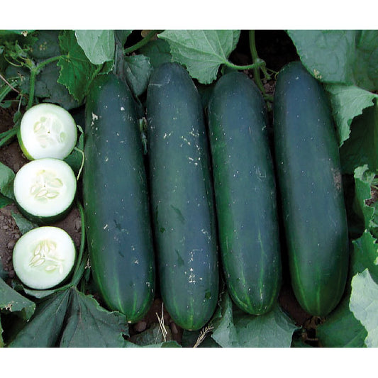 Crispy Green F1 Hybrid Cucumber Seeds