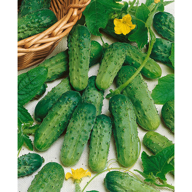 Long Green Improved Cucumber Seeds