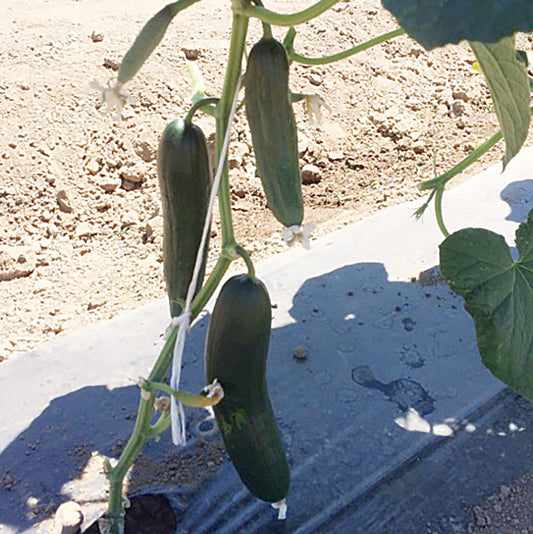 Krackle F1 Hybrid Cucumber Seeds
