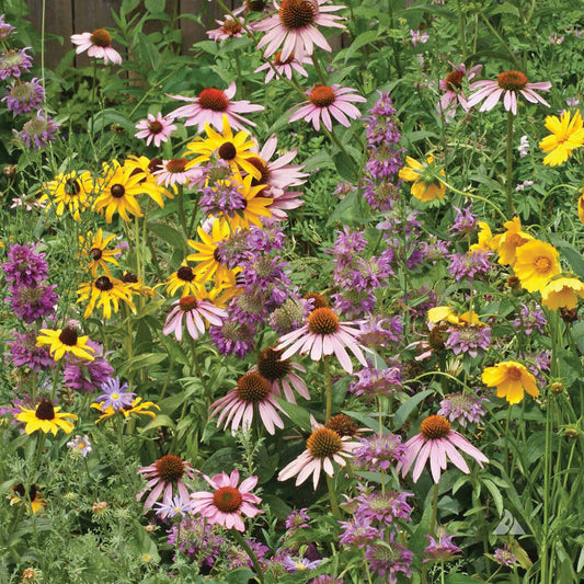 Eastern Pollinator Mix Wildflower Seeds