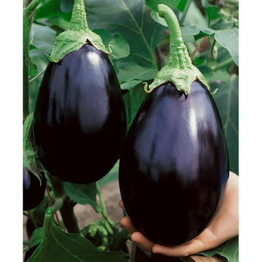 Black Beauty Eggplant Seeds