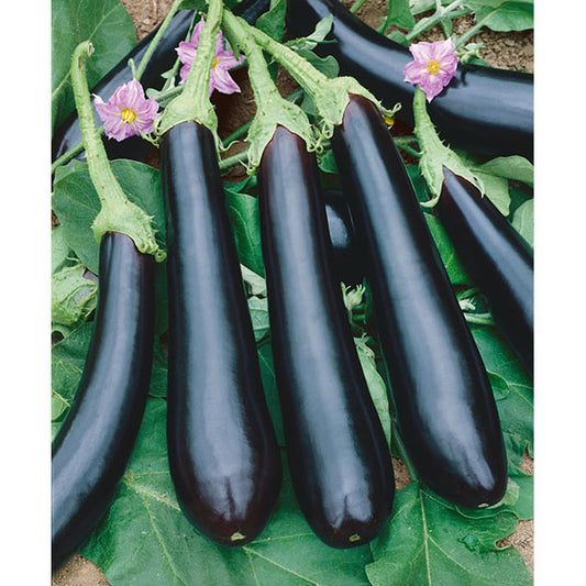 Long Purple Eggplant Seeds