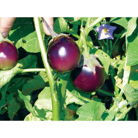 Melody F1 Hybrid Eggplant Seeds