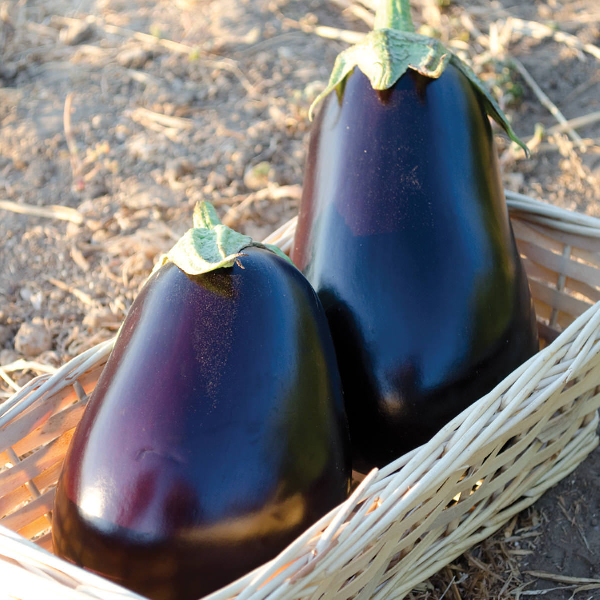 San Marino F1 Hybrid Eggplant Seeds