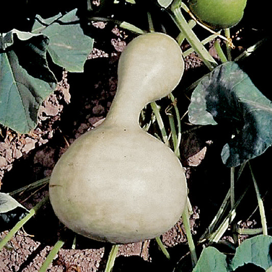 Birdhouse Gourd Seeds