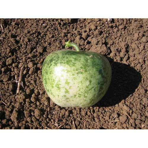 Apple Gourd Seeds