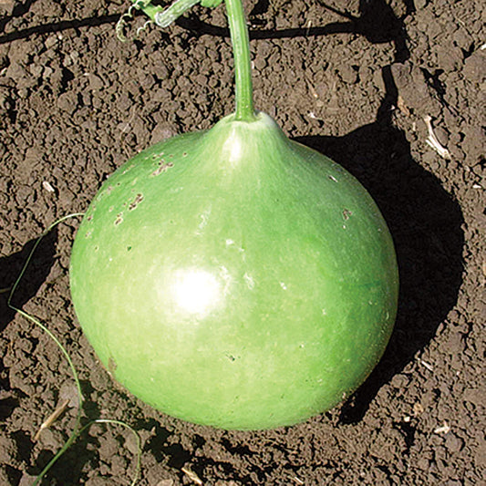 Bushel Basket Gourd Seeds
