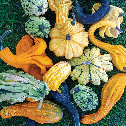 Beetlejuice F1 Hybrid Gourd Seeds