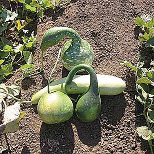 Large Mix Gourd Seeds