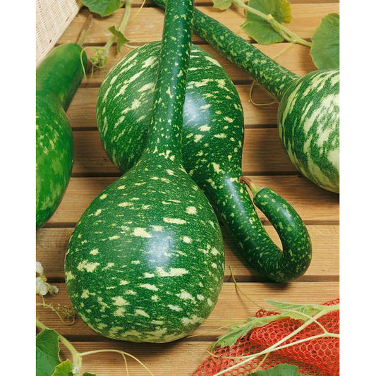Long Handle Dipper Gourd Seeds