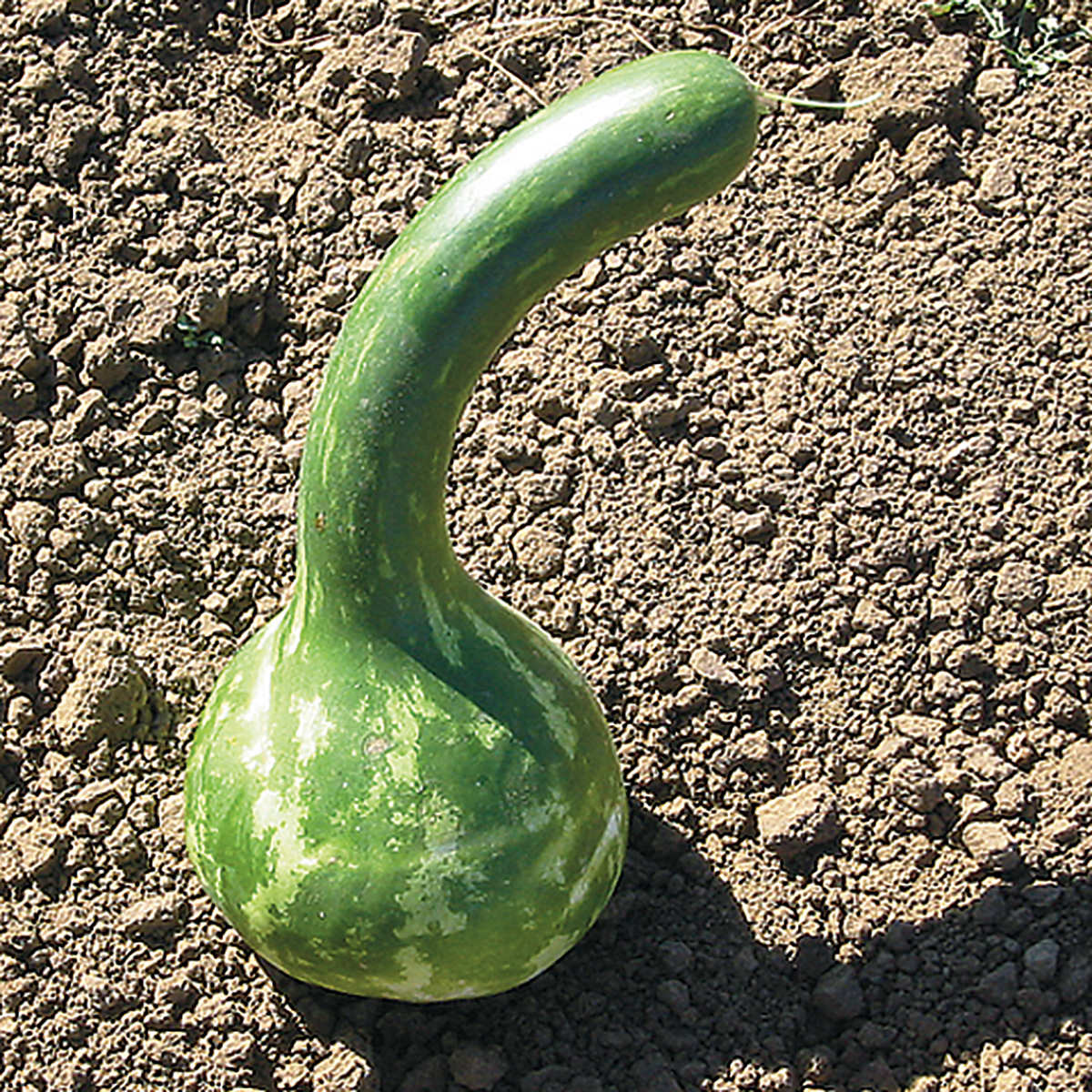 Long Handle Dipper Gourd Seeds