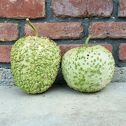 Blister Gourd Seeds