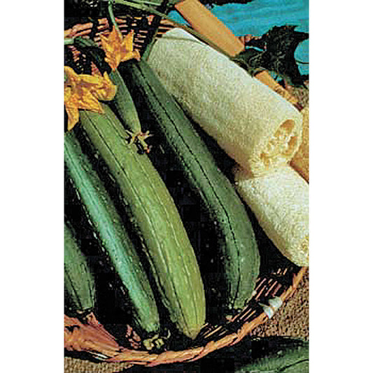 Luffa (Loofa) Gourd Seeds
