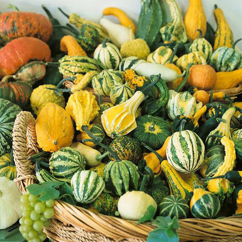 Small Fruited Mix Gourd Seeds