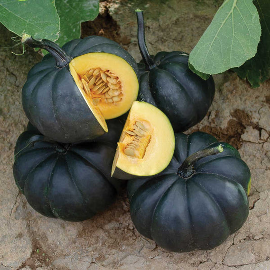 Black Kat F1 Hybrid Pumpkin Seeds