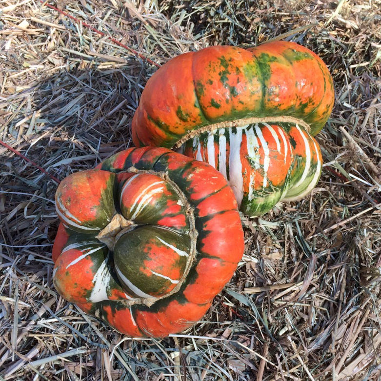 Turks Turban Winter Squash Seeds