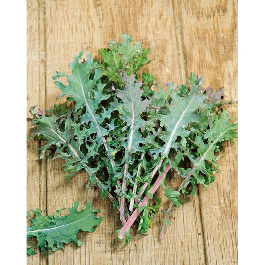 Certified Organic Red Russian Kale Seeds