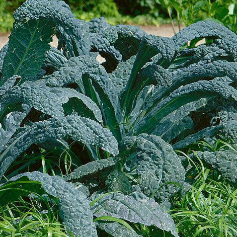 Lacinato Kale Seeds