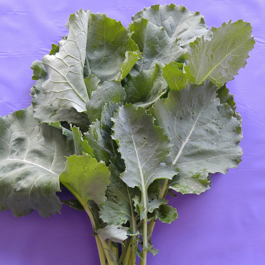 Kale Lette Kale Seeds – NE SEED