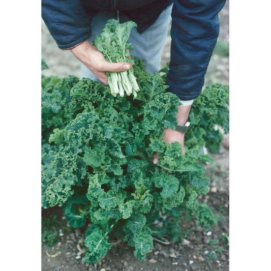 White Russian Kale Seeds