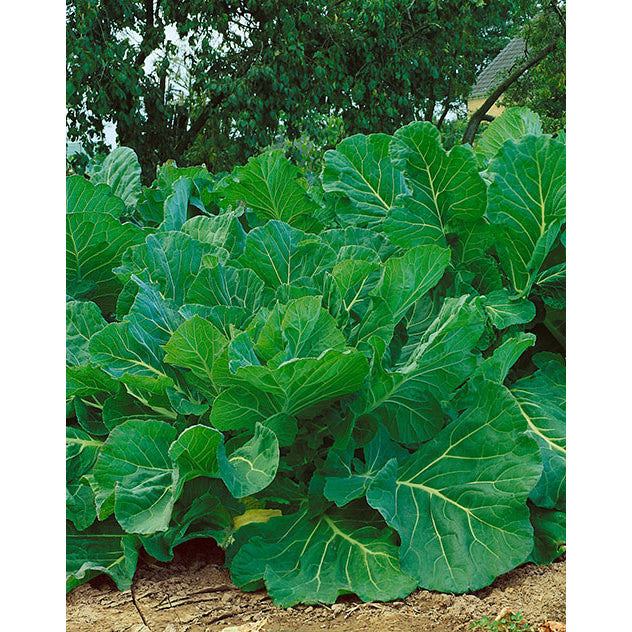 Portuguese / Couve tronchuda Kale Seeds