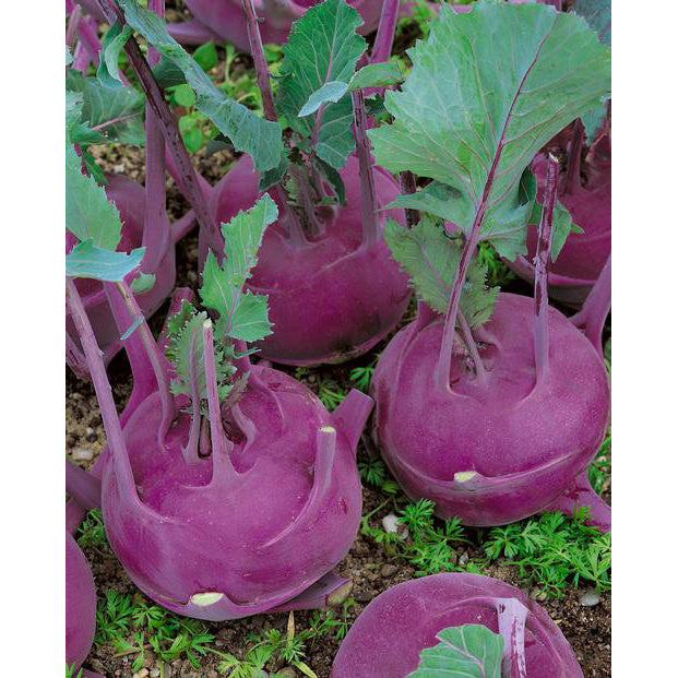 Purple Vienna Kohlrabi Seeds