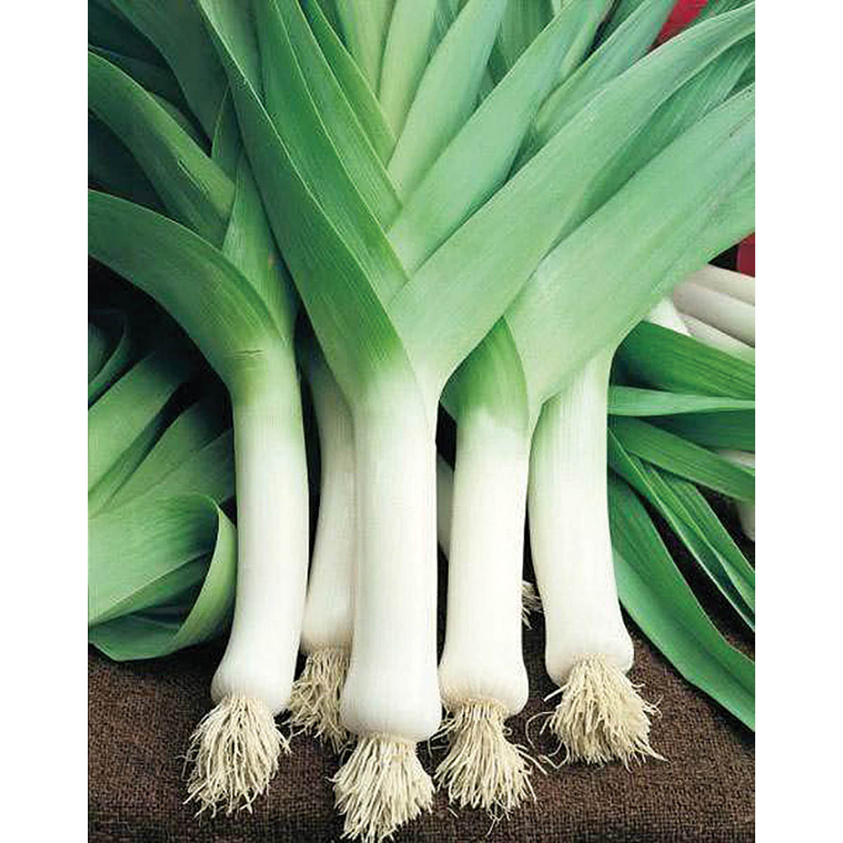 Broad London Leek Seeds