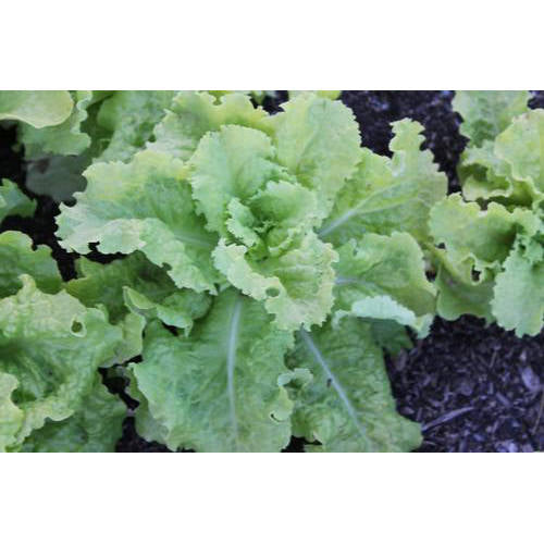 Black Seeded Simpson Lettuce Seeds