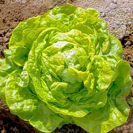 Big Boston Lettuce Seeds