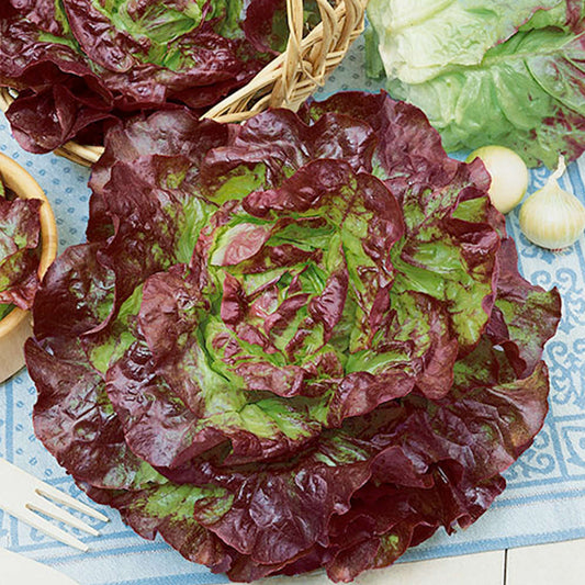 Carmona Red Lettuce Seeds