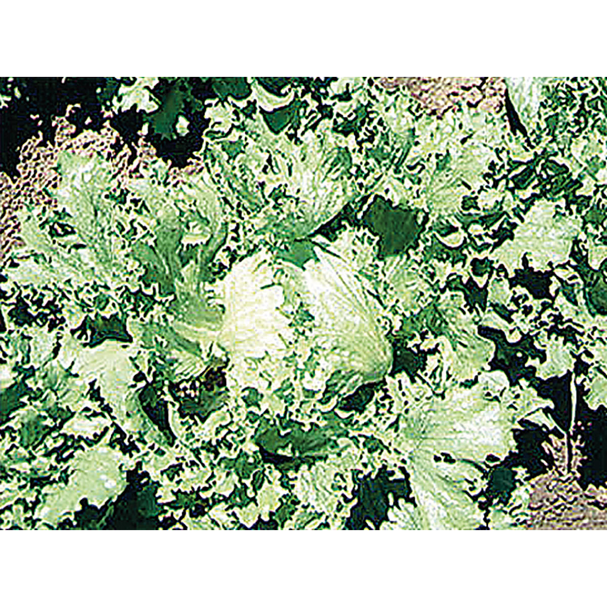Great Lakes 659 Lettuce Seeds