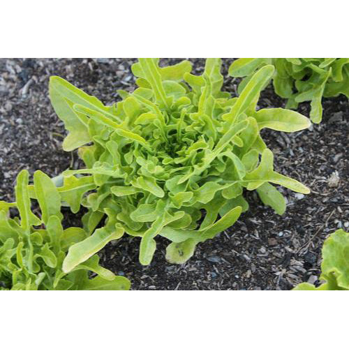 Oakleaf Lettuce Seeds