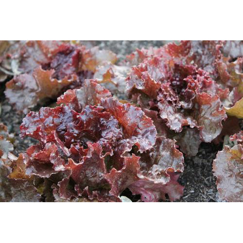 Red Sails Lettuce Seeds