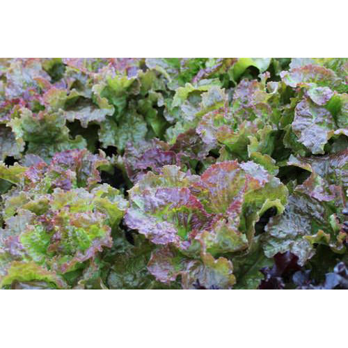 Prizehead Lettuce Seeds
