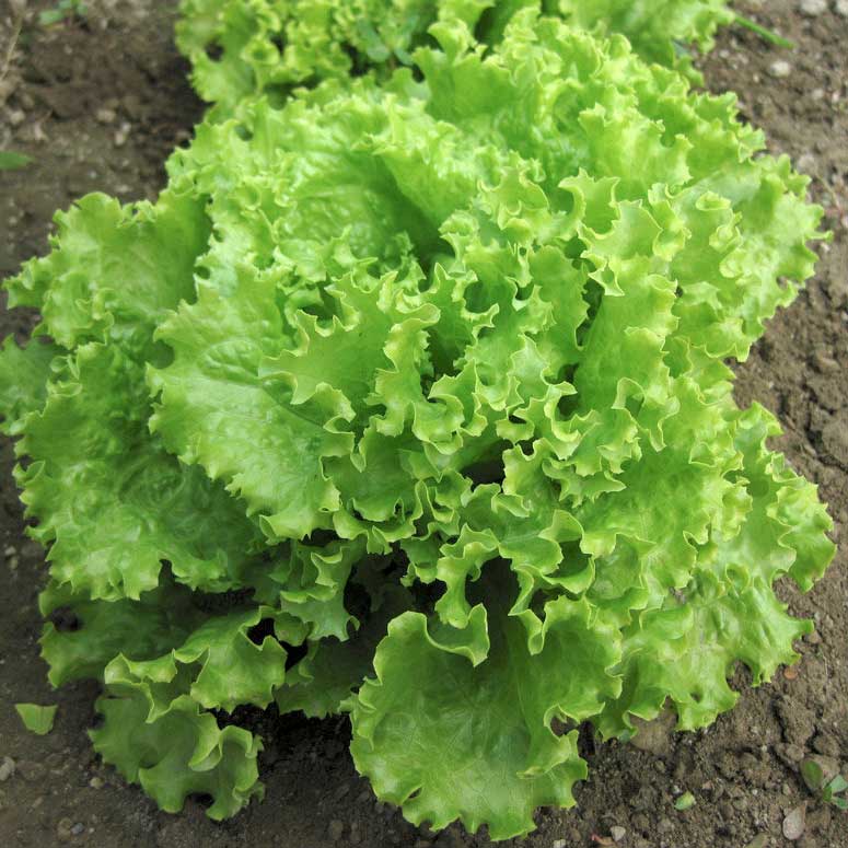 Certified Organic Salad Bowl (green) Lettuce Seeds