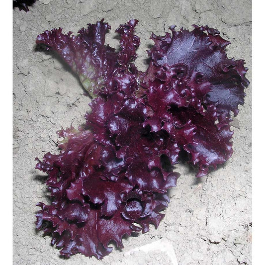 Certified Organic Red Salad Bowl Lettuce Seeds