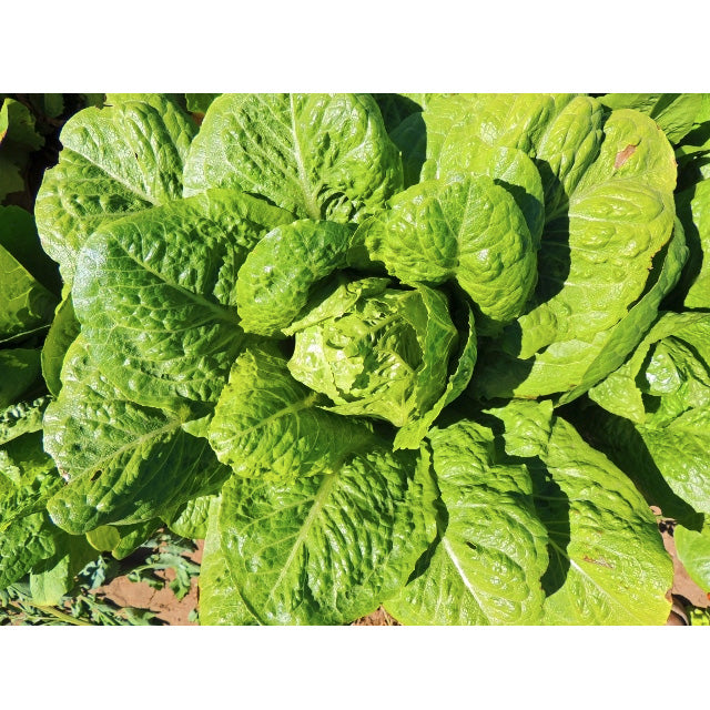 Certified Organic Parris Island Cos Lettuce Seeds