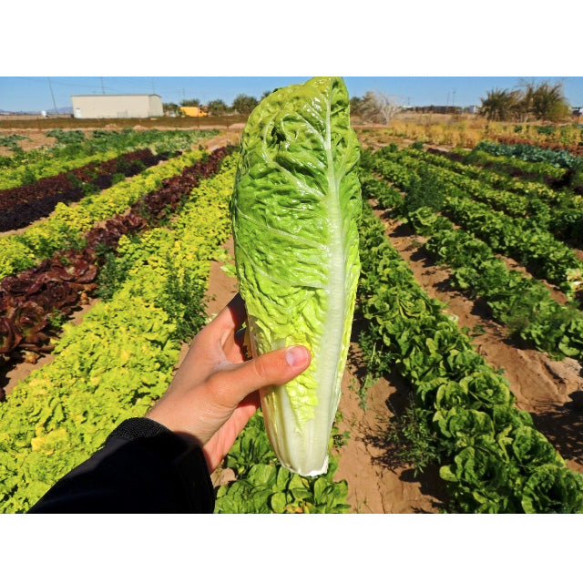 Certified Organic Parris Island Cos Lettuce Seeds