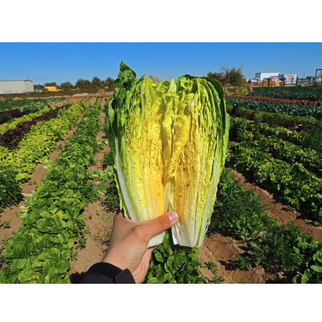 Certified Organic Parris Island Cos Lettuce Seeds