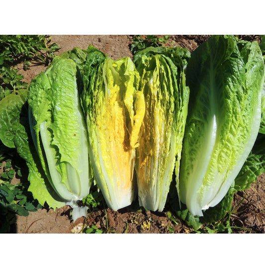 Certified Organic Parris Island Cos Lettuce Seeds