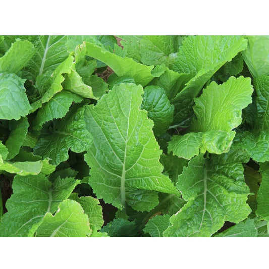 Florida Broad Leaf Mustard Greens Seeds