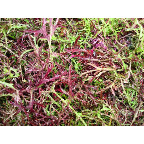 Red Streaked Mizuna Mustard Greens Seeds